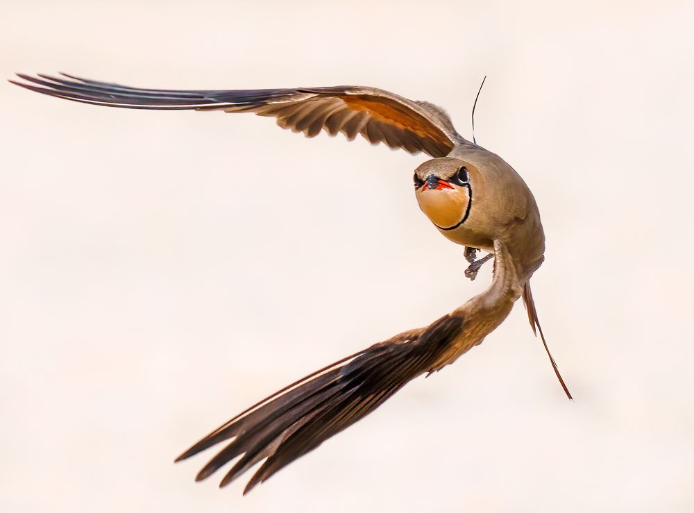 The collared pratincole