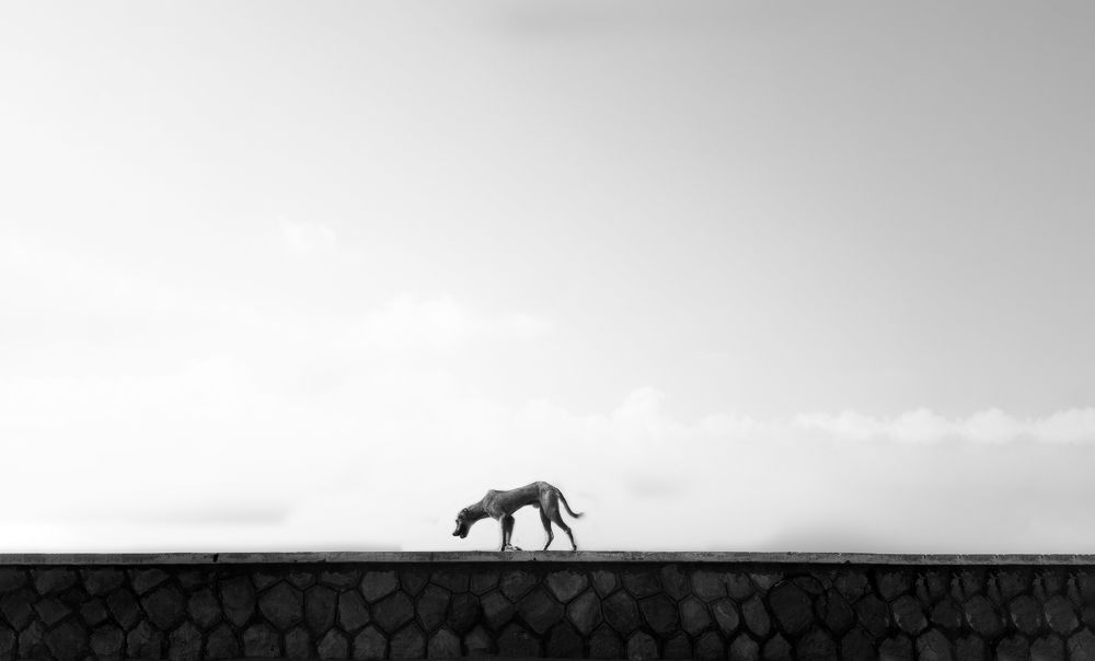 Photograph by Parsa Torabi