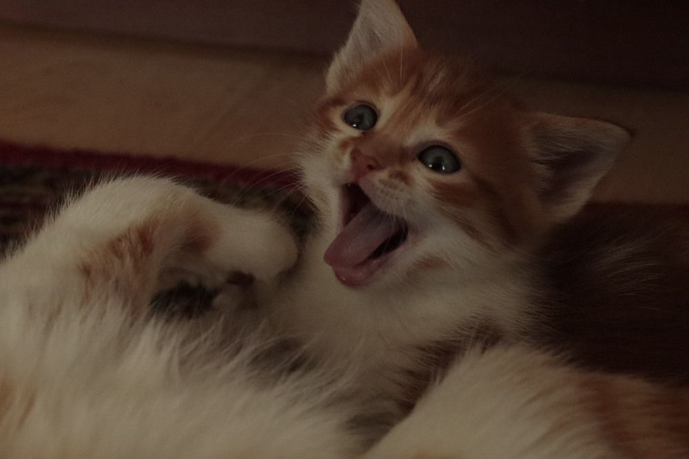 Photograph by Iryna Rybka