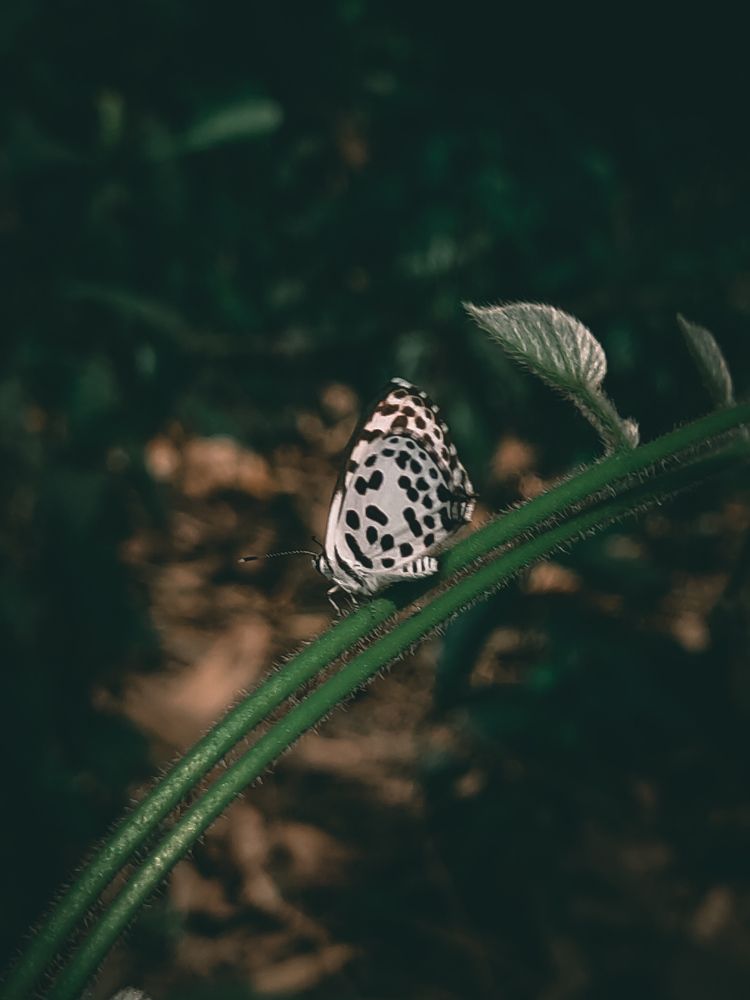 Photograph by Subarna Chowdhury