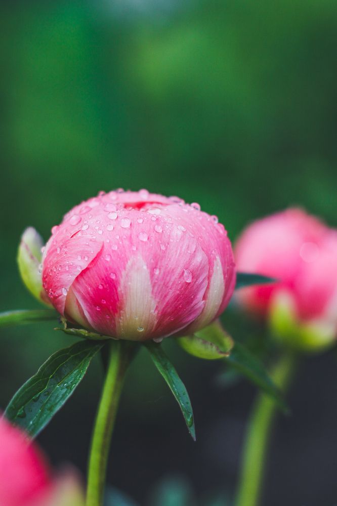 Photograph by Жанна Цветкова