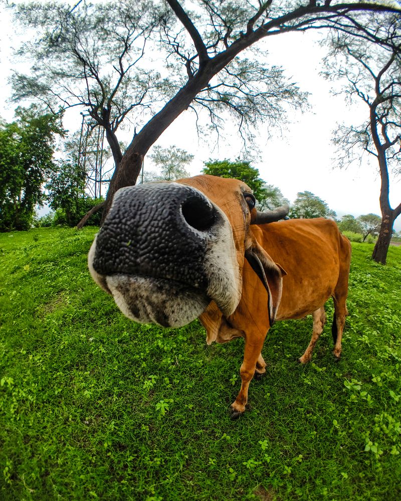 Photograph by Chiranjit Dey