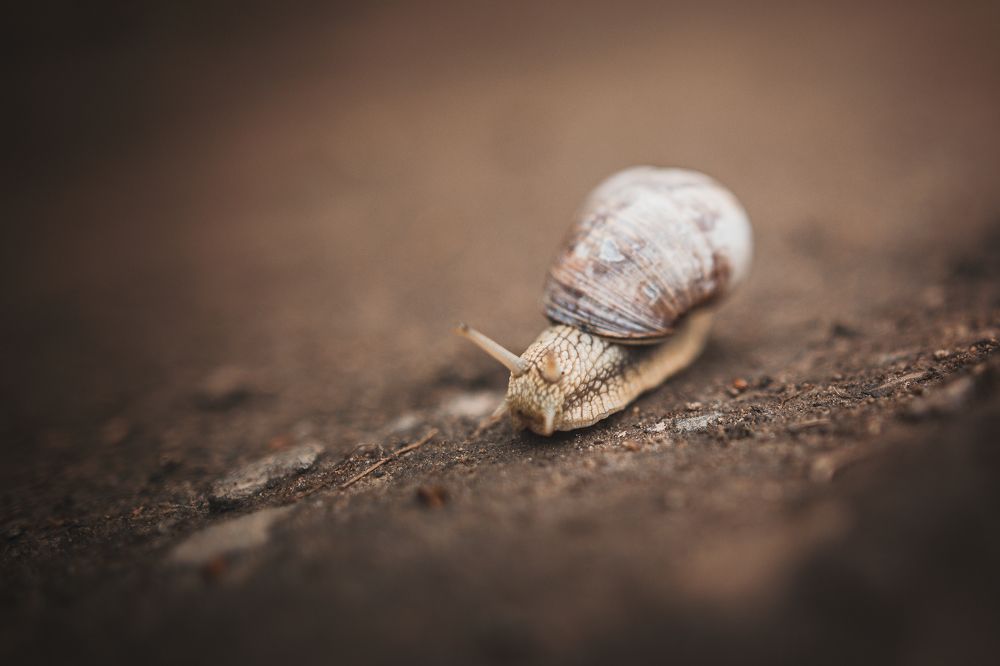 Photograph by Klára Lipertová