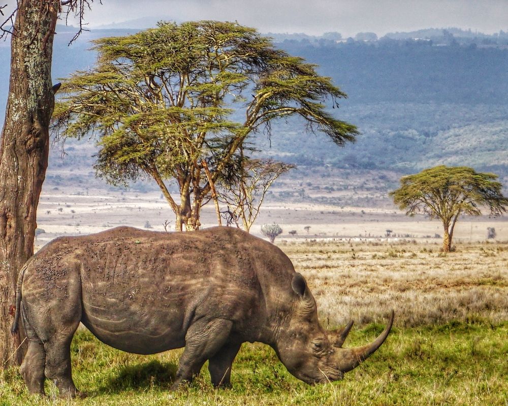 Фотография автора Tatyana