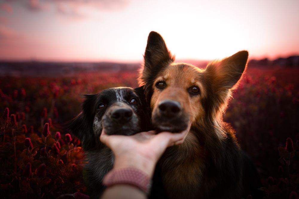 Photograph by Klára Lipertová