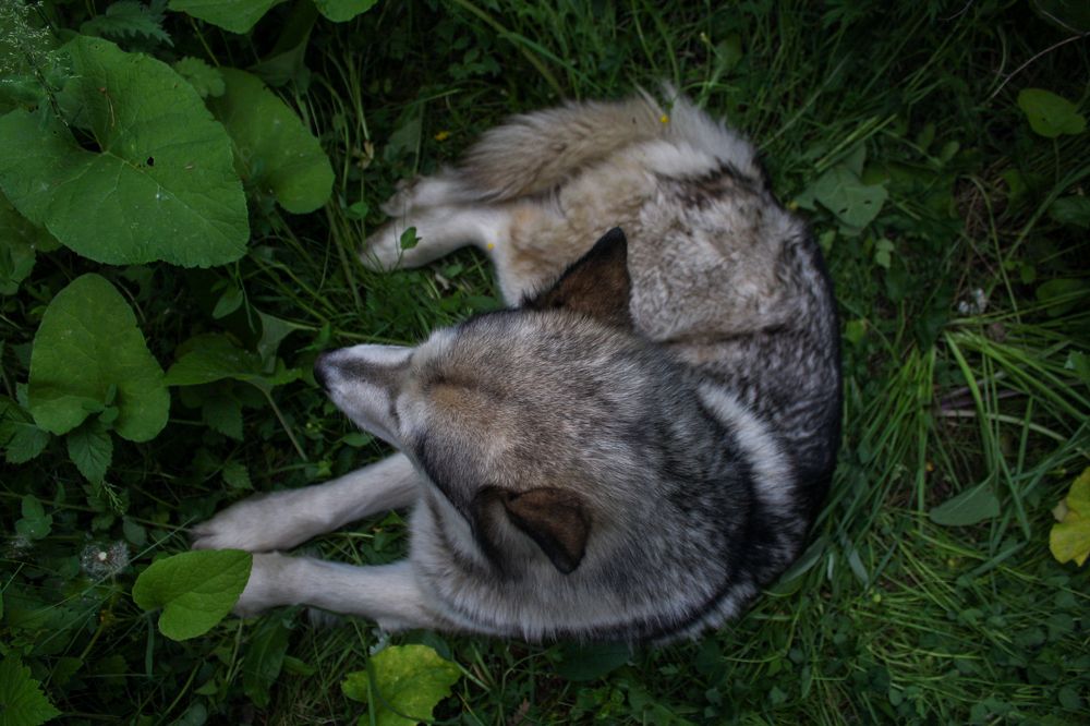 Photograph by Елена Водолеева