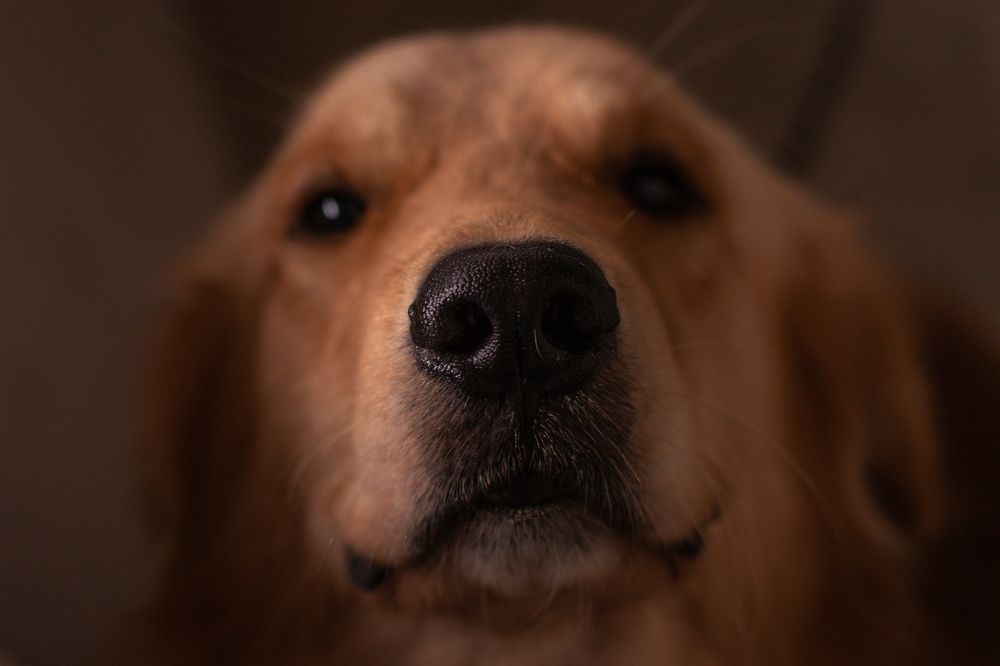 Photograph by Ron Joshua Robea