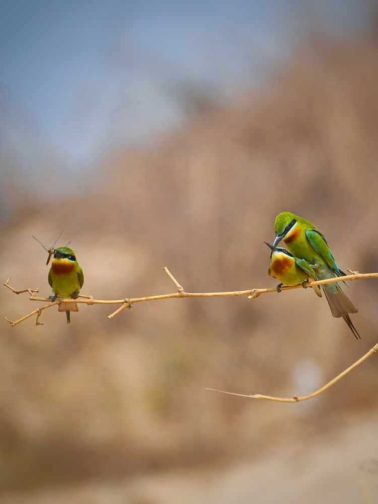 Photograph by SOUMYA KANTA GHOSH
