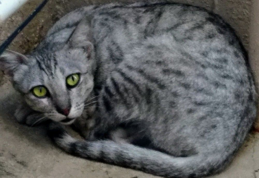 Grey Colour Pussy Cat