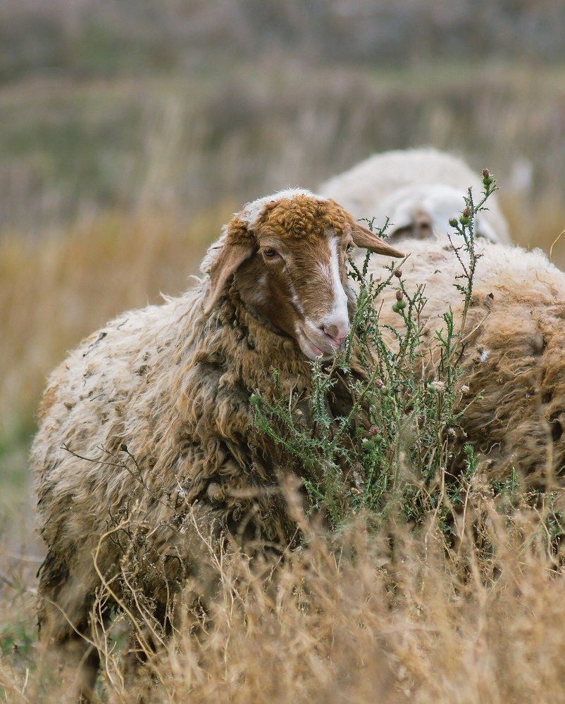 Photograph by Светлана Шибаршина