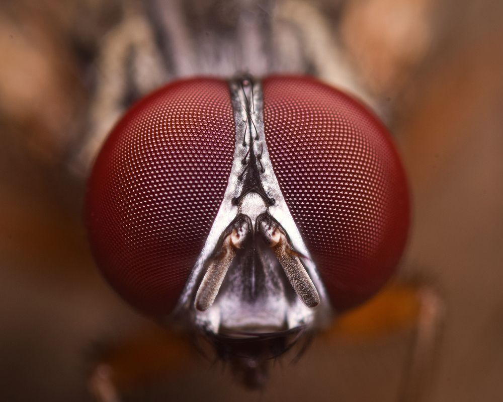Housefly