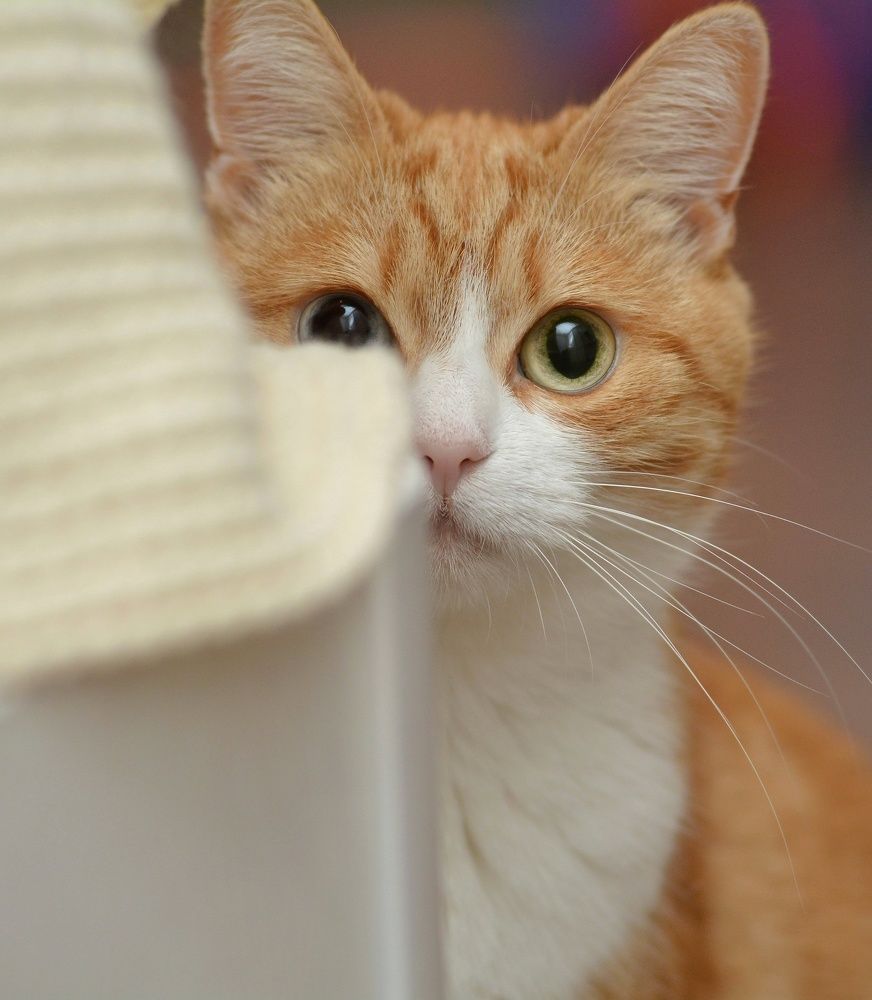 Photograph by Алексей Фомичев