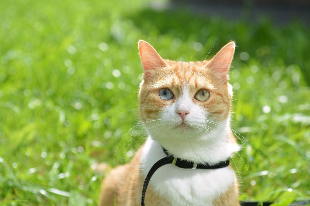 Photograph by Алексей Фомичев