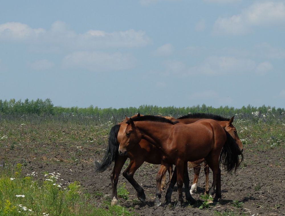 Photograph by Ираида Стародубцева