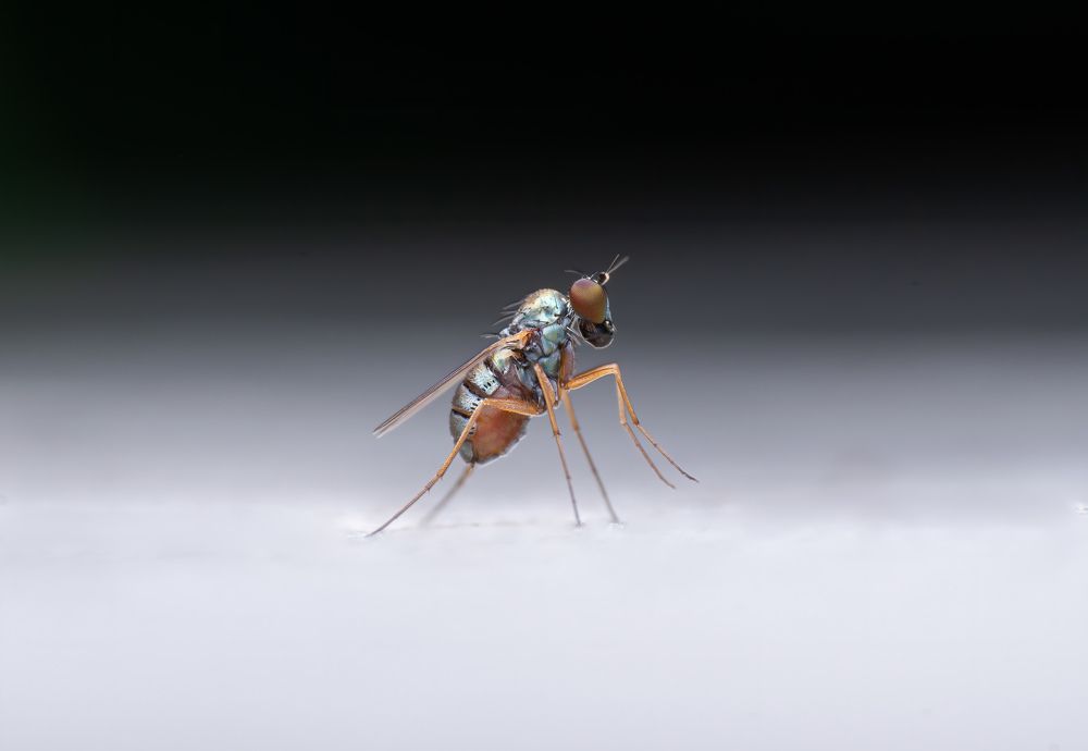 Фотография автора Kiran KV