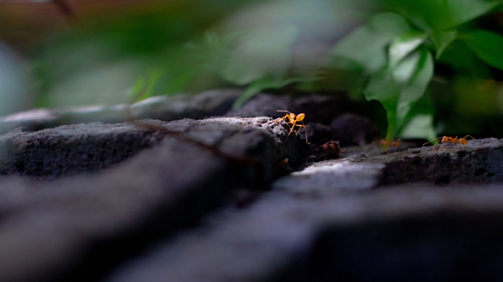 Teamwork makes the dream work