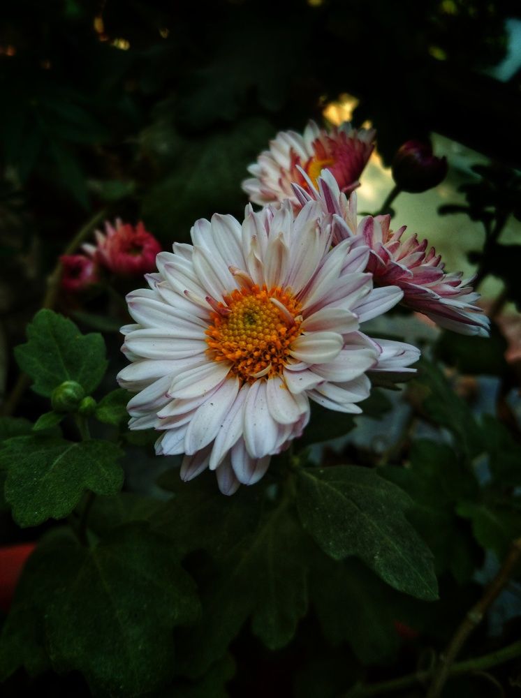 Nature is Beauty. And flower is the most beautiful thing of Nature.