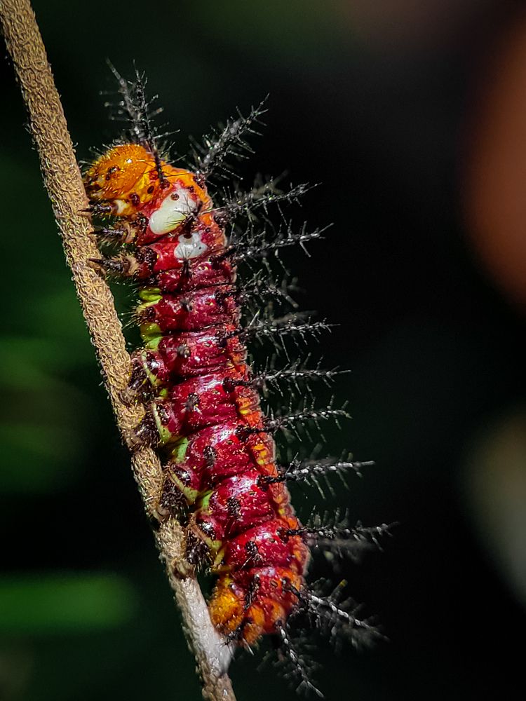 The Tawny Coster, Macro Photo