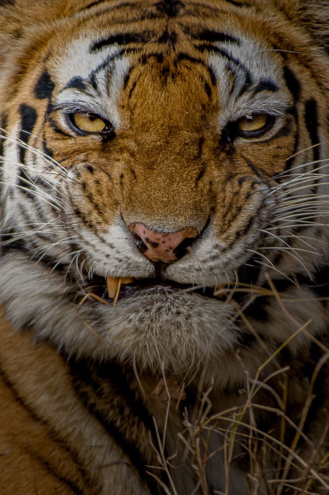 Photograph by Jai Tripathi