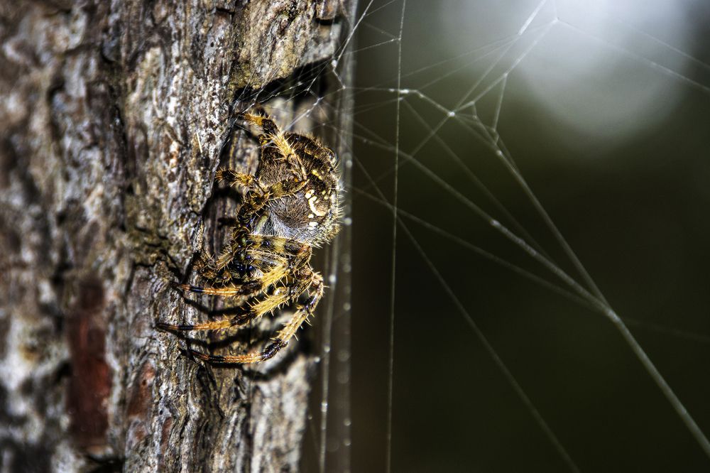 Araña en el árbol