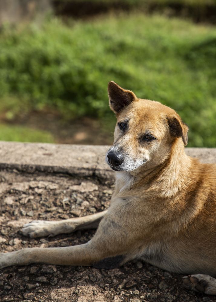 Photograph by Kanishka Jeewantha