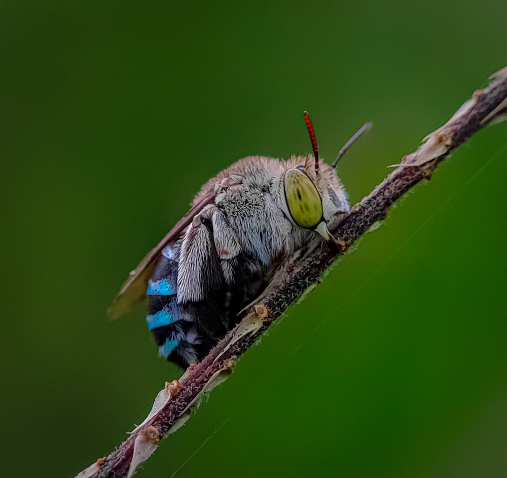 Amegilla Insect, Macro Photo