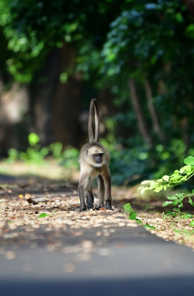 Photograph by YASH NEIL