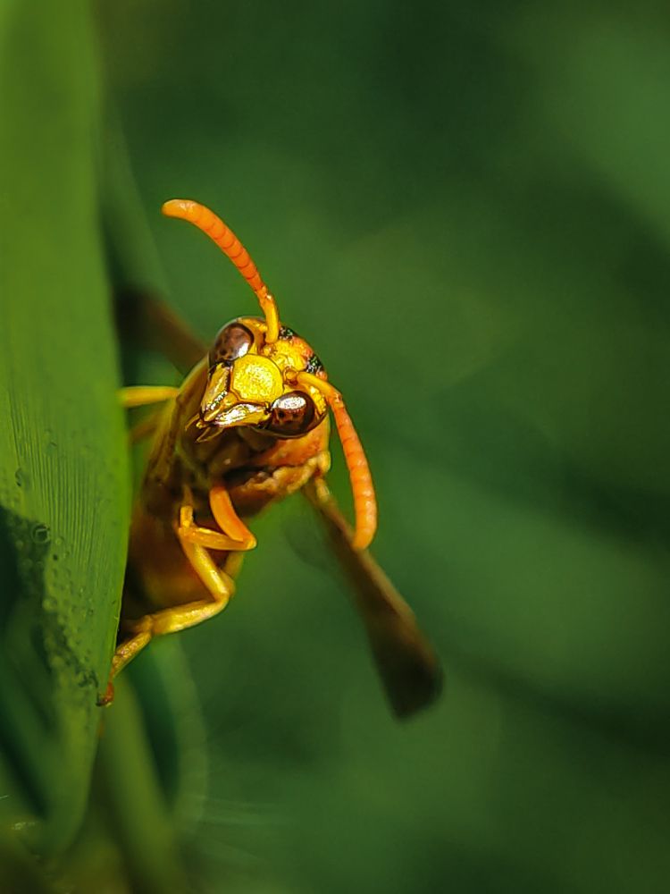 Wasp