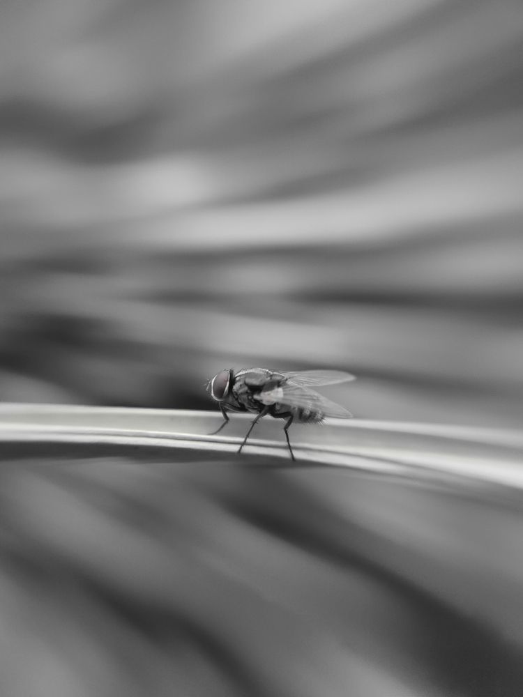 Housefly