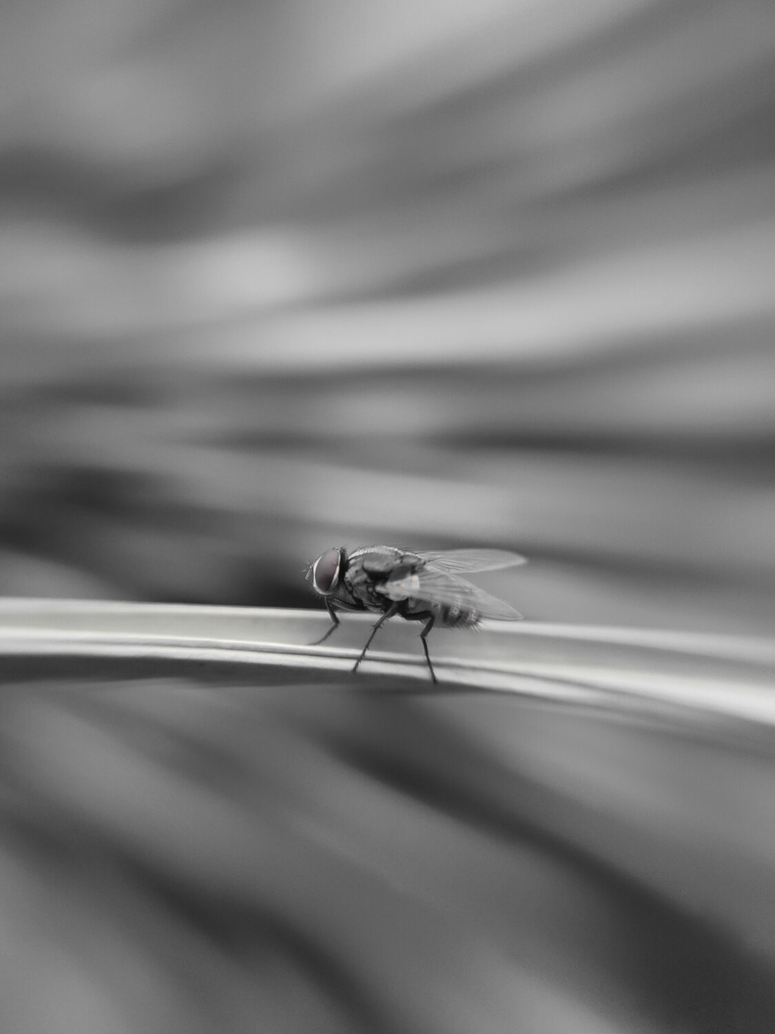 Housefly