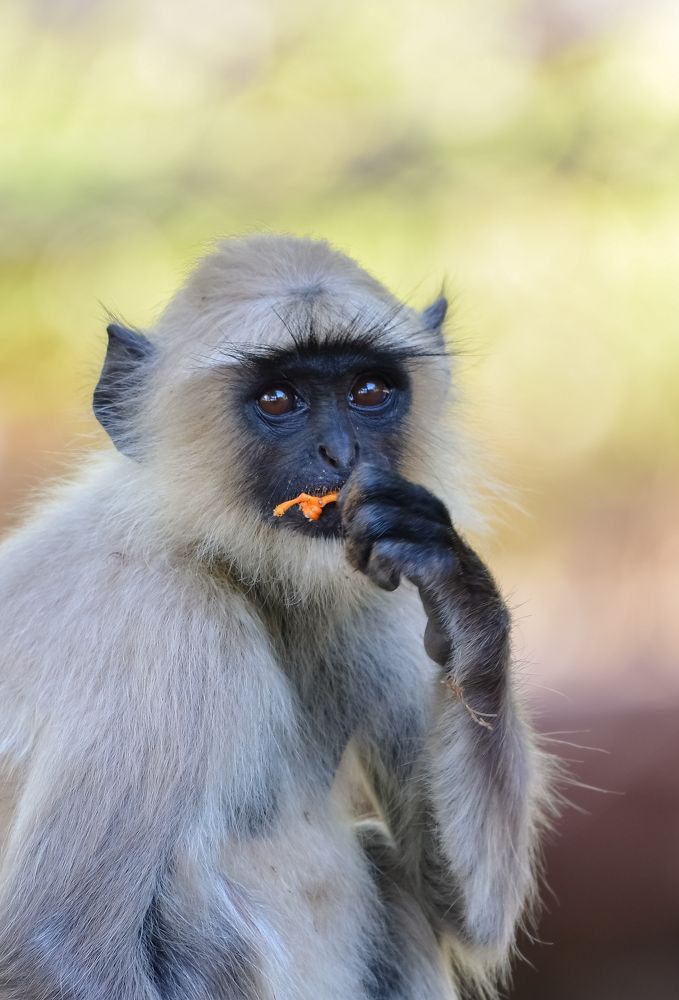 Photograph by YASH NEIL