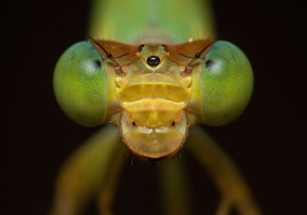 Damselfly