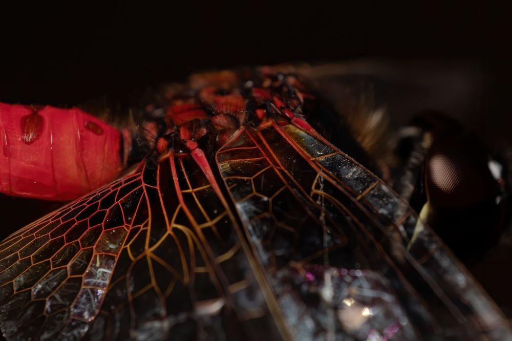 Photograph by Akhil Salim