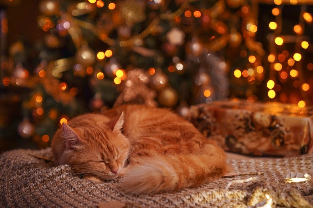 Photograph by Анжелика Веретенникова