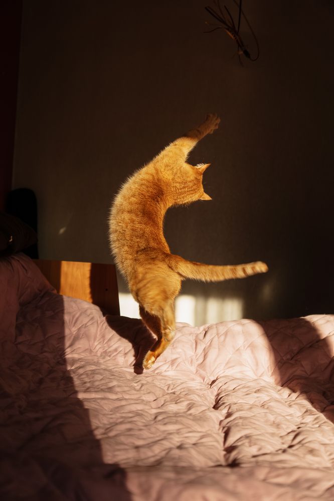 окотник