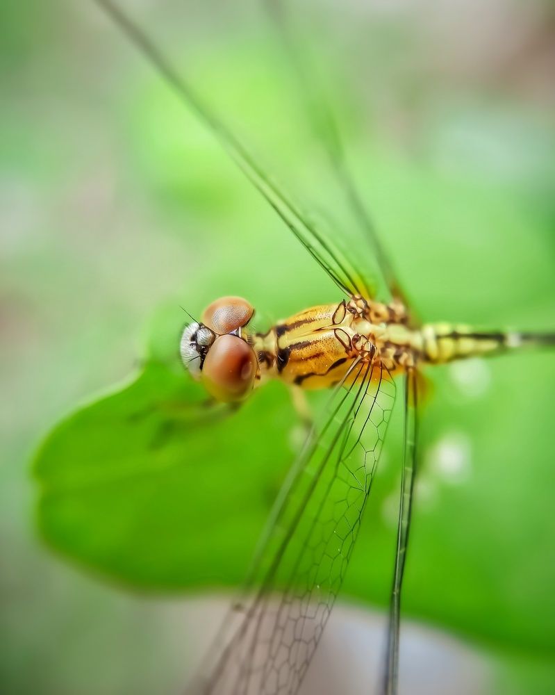 Photograph by San Yu Maung
