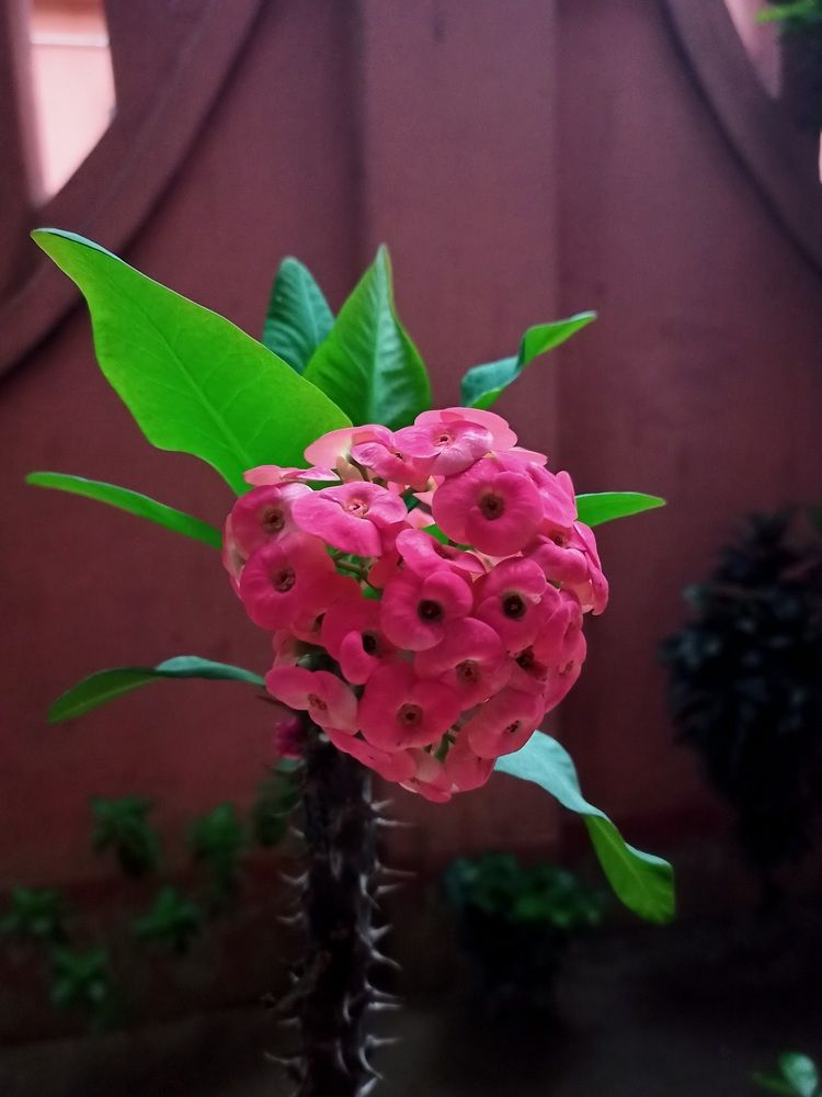 Photograph by Amit Bhattacharjee