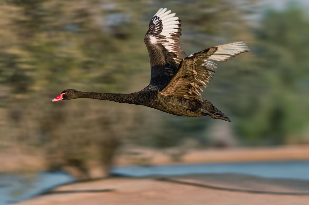 Фотография автора Anand Kumar