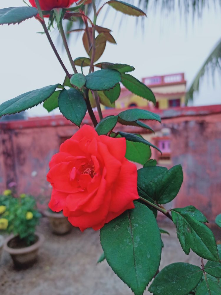 Photograph by Amit Bhattacharjee