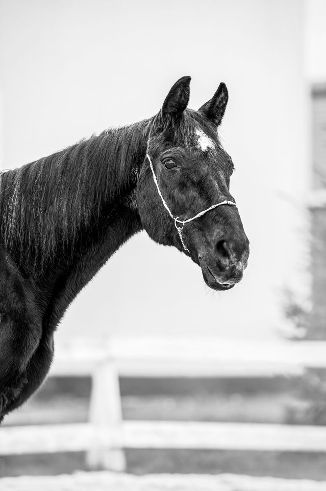 Photograph by Кристина Фарнакеева