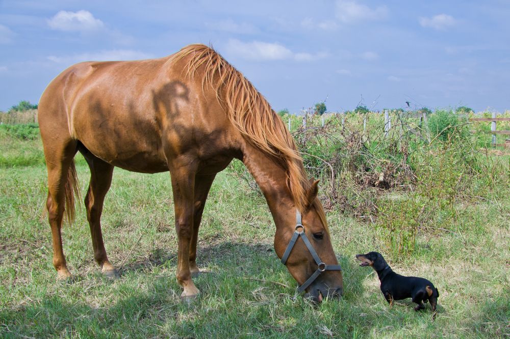 Эй, дружище, новость слыхал?