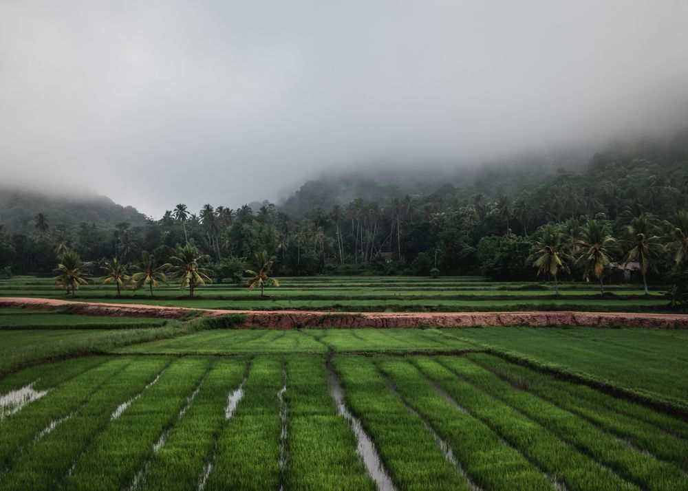 Photograph by Kanishka Jeewantha