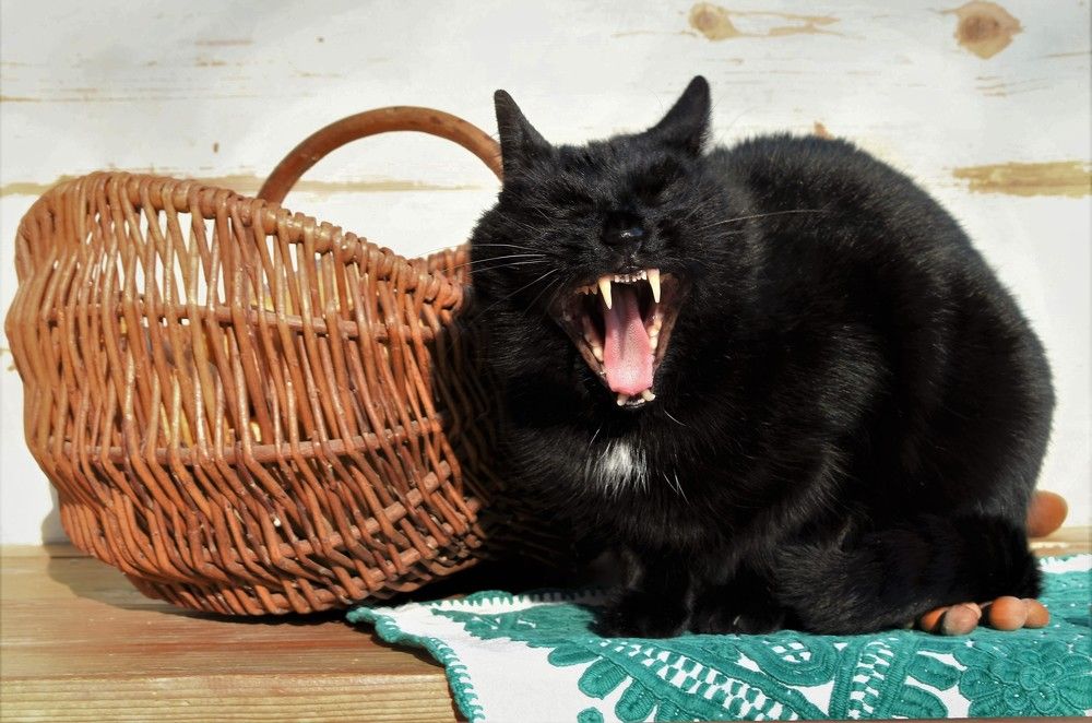 Photograph by Gizela Halászová