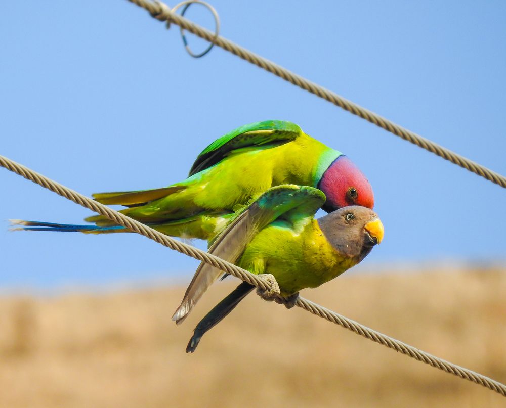 mating parakeets