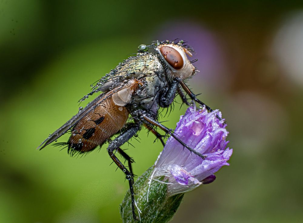 Фотография автора Kiran KV