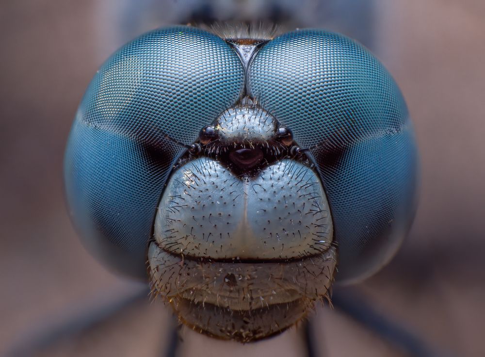 Фотография автора Kiran KV