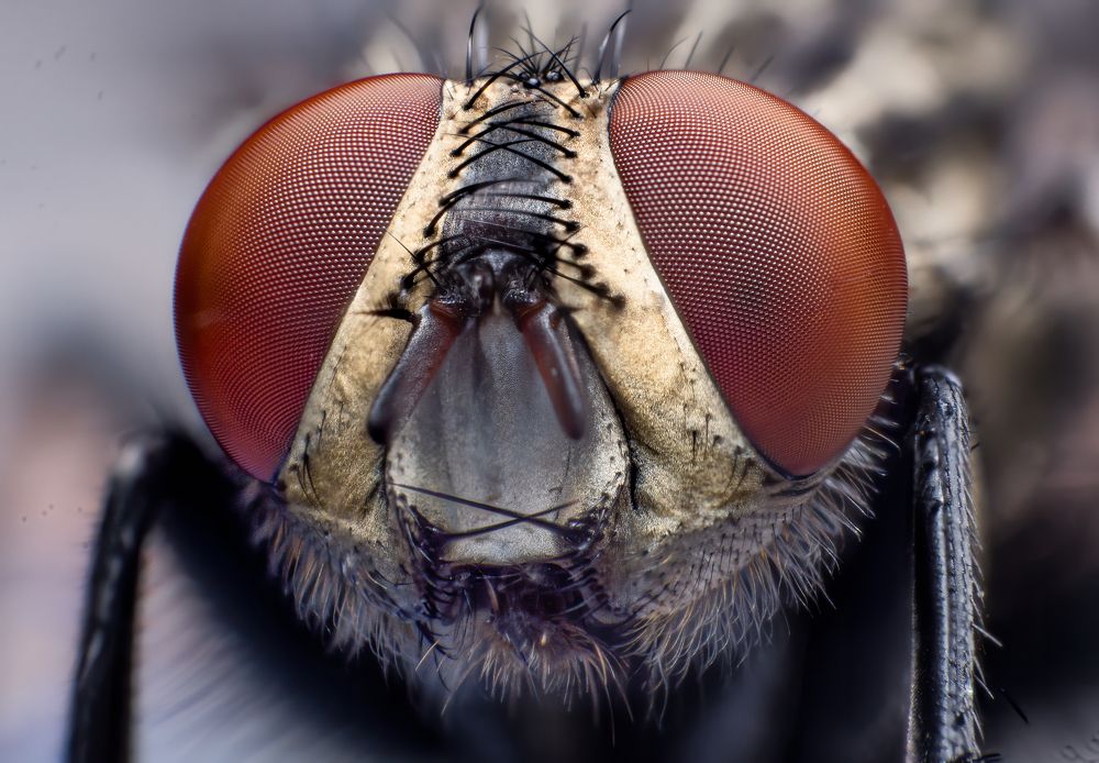 Фотография автора Kiran KV