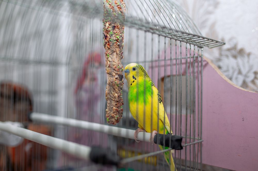 Photograph by Grigorii Ungurean