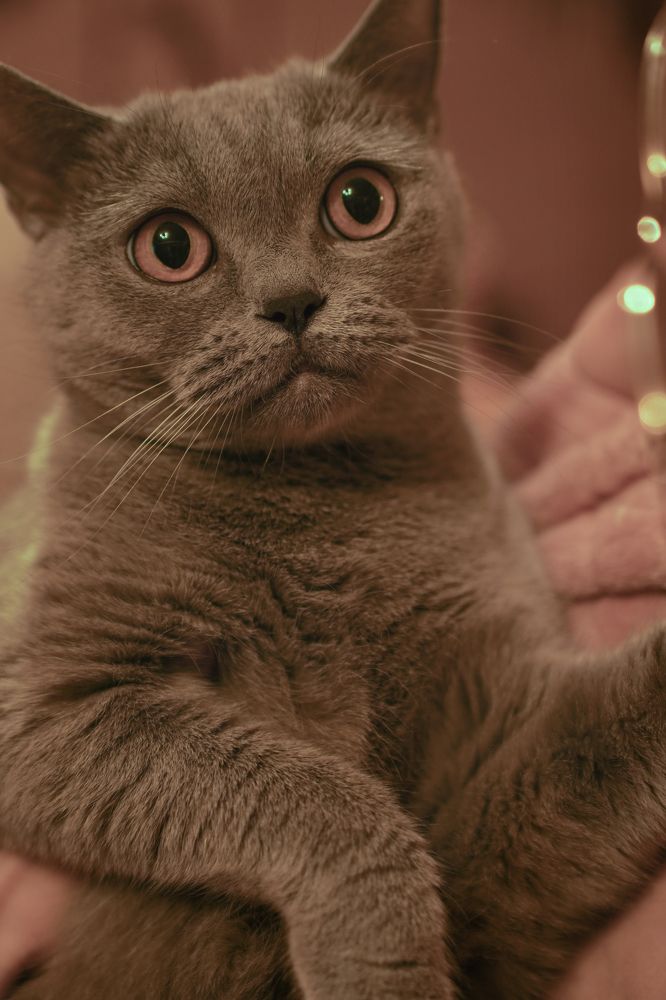 Photograph by Анжелика Веретенникова