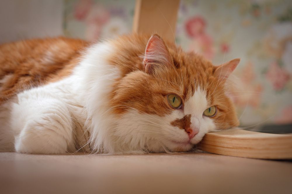 Фотография автора Оксана Сырчина